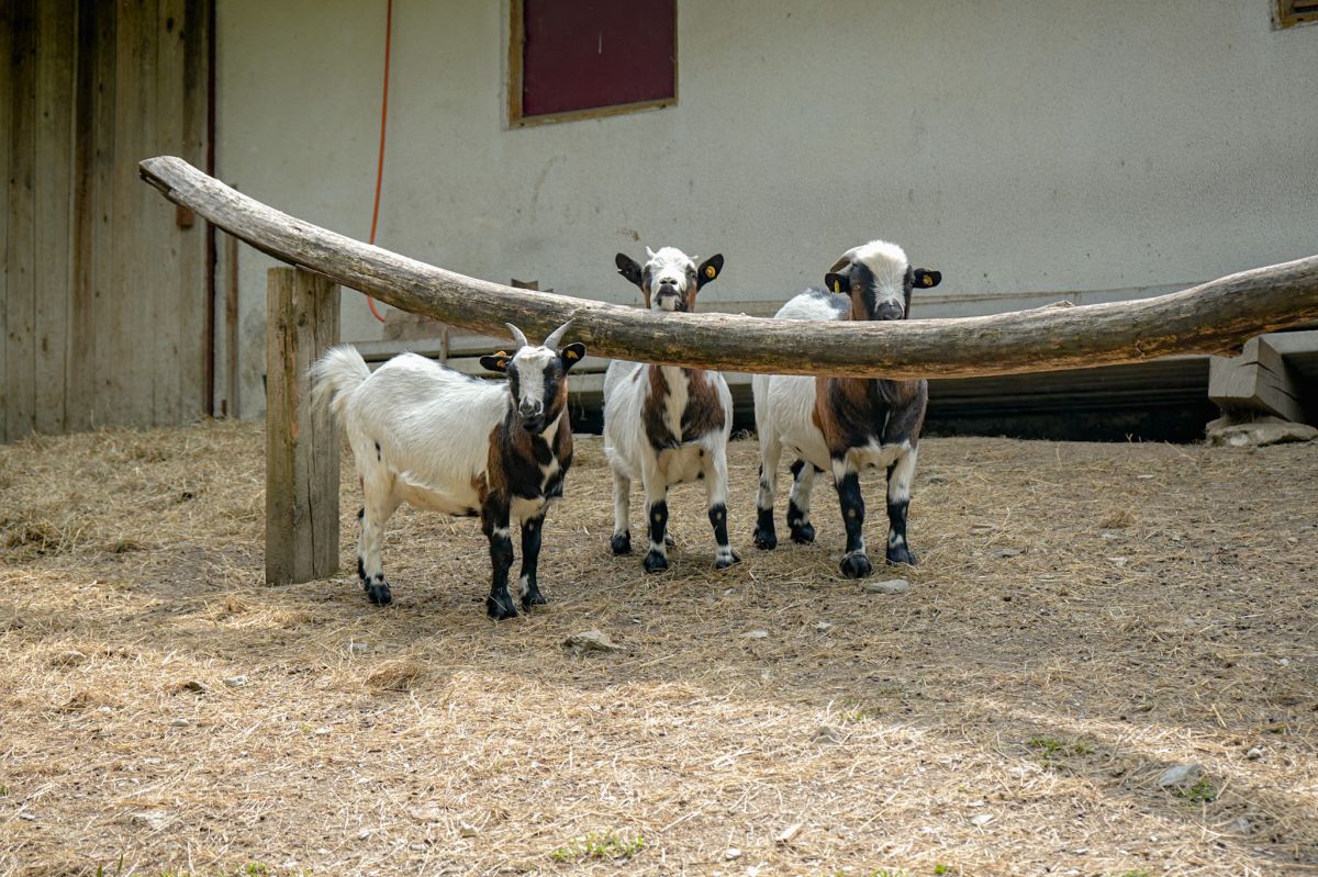 Bild: Urlaub auf dem Bauernhof Plattnerhof