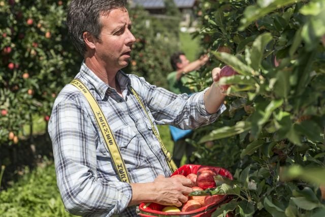 Image: Summer holidays at the Plattnerhof