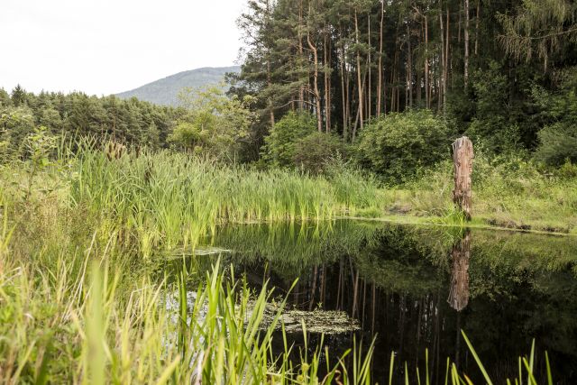 Image: Summer holidays at the Plattnerhof
