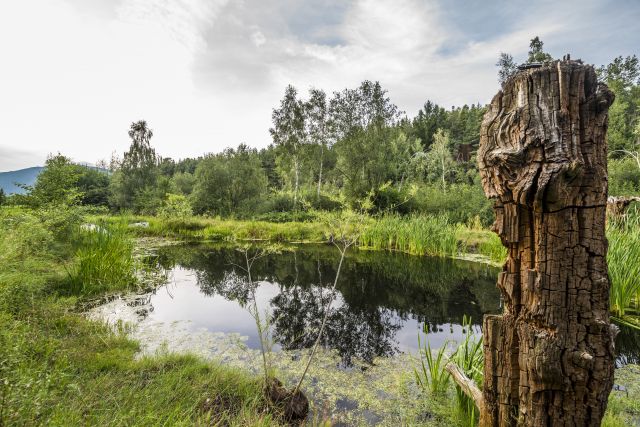Image: Summer holidays at the Plattnerhof
