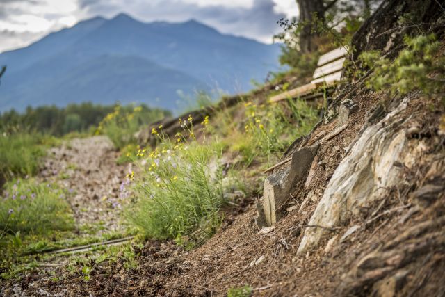 Image: Summer holidays at the Plattnerhof