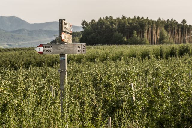 Image: Summer holidays at the Plattnerhof