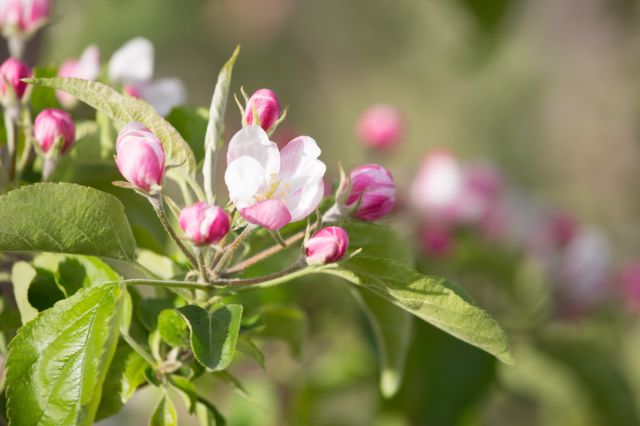 Frühlingsurlaub auf dem Plattnerhof Bild: Frühlingsurlaub auf dem Plattnerhof