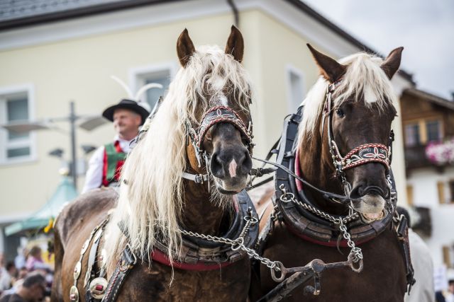 Bild: Herbsturlaub auf dem Plattnerhof